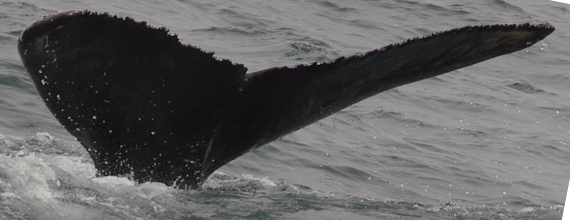 Coursewhale