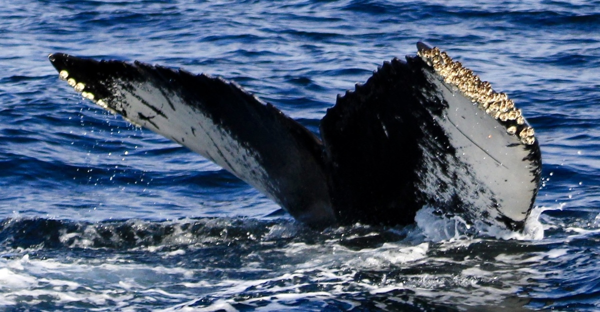 Check out this sighting of Humpback Whale Clamp (NW Atlantic)!