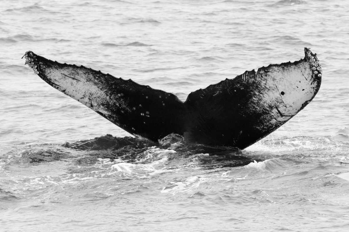 Happywhale happywhale