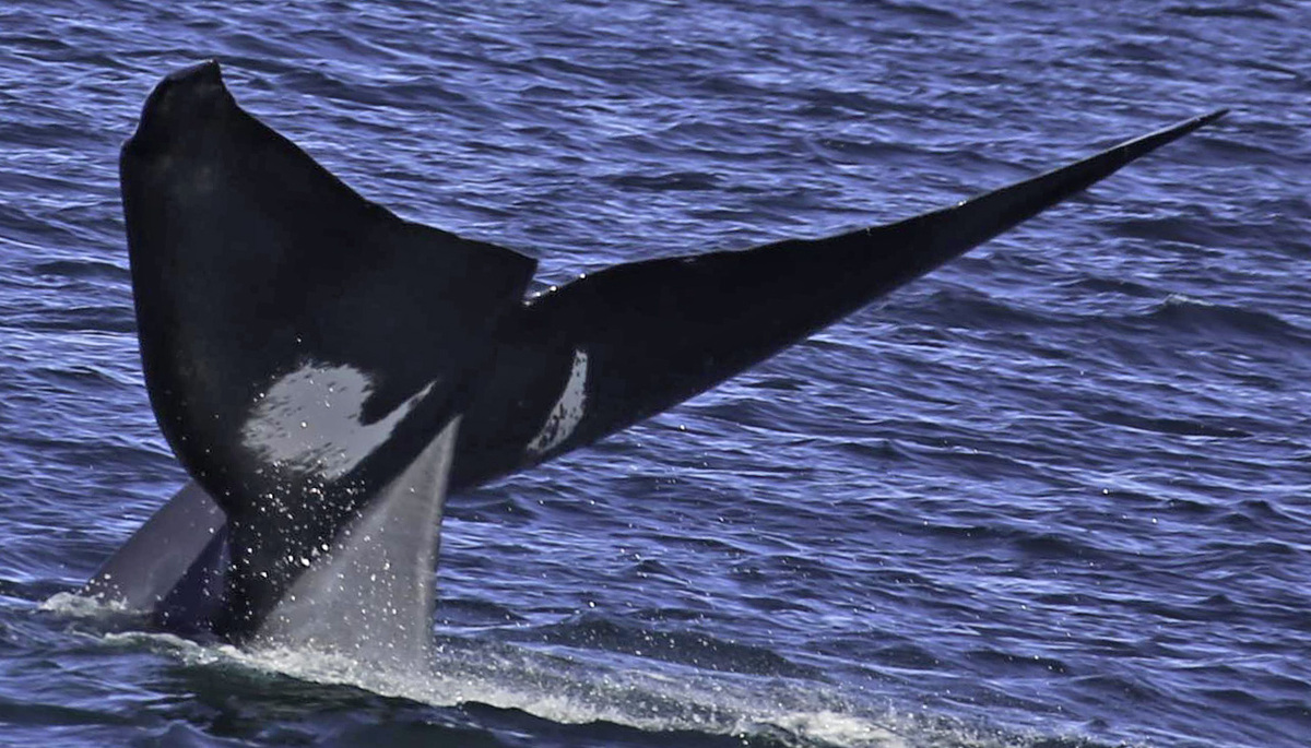 Coursewhale